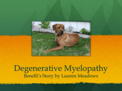 Degenerative Myelopathy - Semper Fidelis Rhodesian Ridgebacks