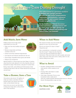 Tips for Tree Care During Drought