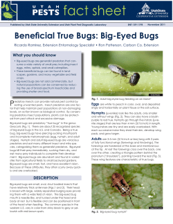 Beneficial True Bugs: Big-Eyed Bugs - Utah Pests