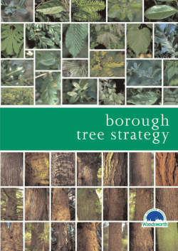 Planning - Borough Tree Strategy