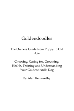 Chapter 1 &ndash; Meet the Goldendoodle