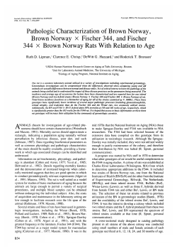 Pathologic Characterization of Brown Norway, Brown Norway X