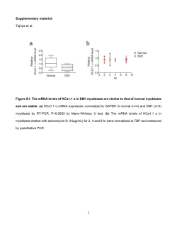 BK channels in myoblasts differentiation
