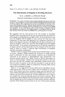 The Distribution of Flagella in Dividing Bacteria