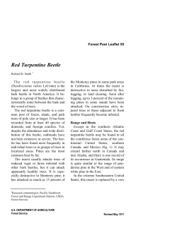 Red Turpentine Beetle - Bark and Wood Boring Beetles of the World