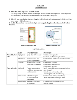 B2 Revision notes