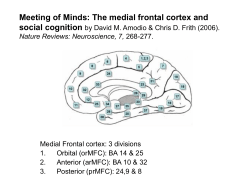 Meeting of Minds: The medial frontal cortex and social cognition by