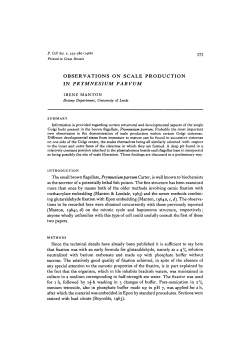 observations on scale production in prymnesium parvum