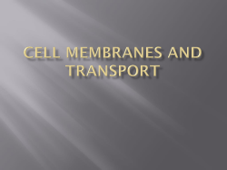 Cell Membranes and transport