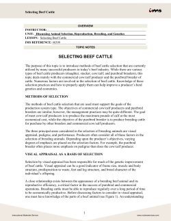selecting beef cattle