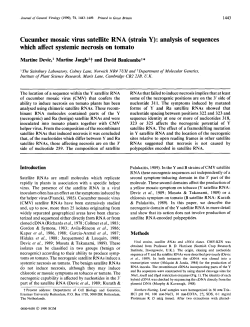 Cucumber mosaic virus satellite RNA (strain Y)