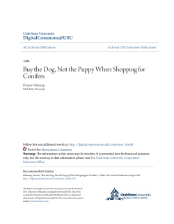 Buy the Dog, Not the Puppy When Shopping for Conifers