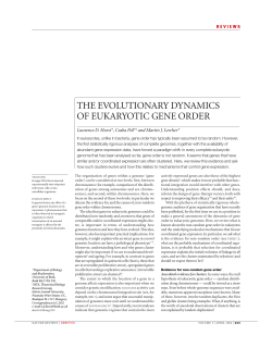 THE EVOLUTIONARY DYNAMICS OF EUKARYOTIC GENE ORDER