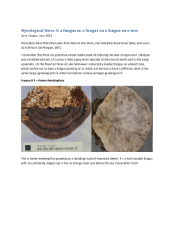 Mycological Notes 4: a fungus on a fungus on a fungus on a tree