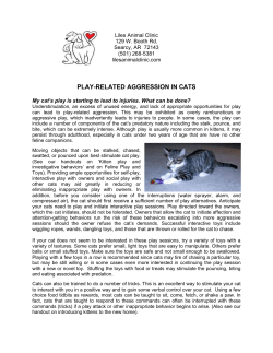 Feline Aggression: Play-Predation
