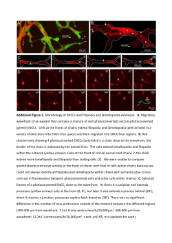 Additional figure 1. Morphology of ENCCs and filopodia and