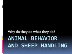 Animal Behavior