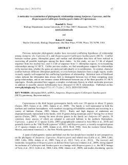 A molecular re-examination of phylogenetic