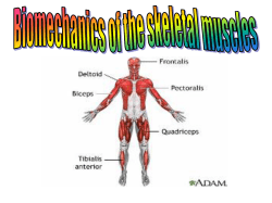 Tendon Action of two joint muscles