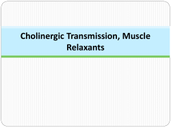 cholinergic transmission, muscle relaxants