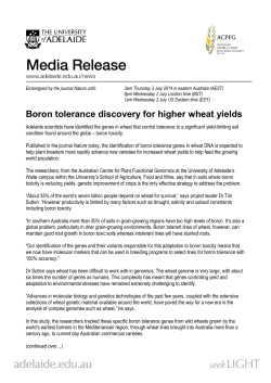 Boron tolerance discovery for higher wheat yields