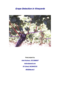 Grape Detection in Vineyards