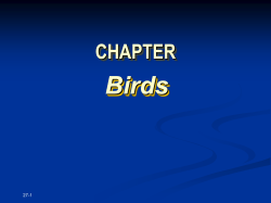CHAPTER Birds