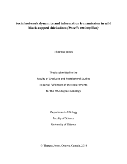 Social network dynamics and information transmission in wild black