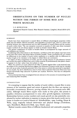 observations on the number of nuclei within the fibres of some red