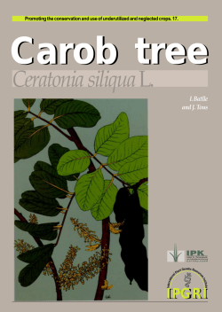 Carob tree Ceratonia siliqua L.