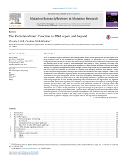 The Ku heterodimer: Function in DNA repair and beyond