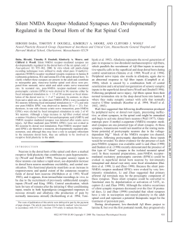 Silent NMDA Receptor–Mediated Synapses Are Developmentally