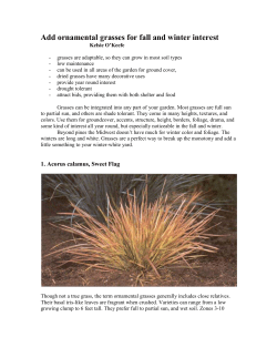 Add ornamental grasses for fall and winter interest
