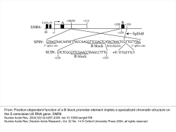Position-dependent function of a B block promoter element implies a
