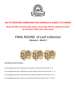 FINAL ROUND of Leaf Collection