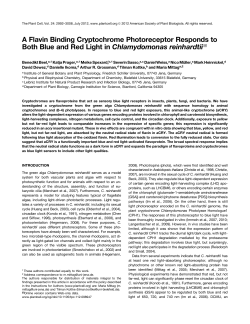 A Flavin Binding Cryptochrome Photoreceptor Responds