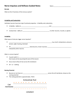 Nerve Impulses and Reflexes Guided Notes
