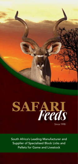 Safari Feeds