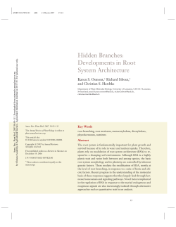 Hidden Branches: Developments in Root System Architecture