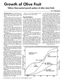 Growth of Olive Fruit