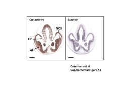 CAMKII*-cre recombinase expression in adult brain
