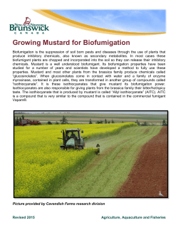 Growing Mustard for Biofumigation