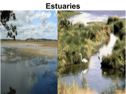 Estuaries