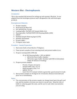 Western Blot - Transfer