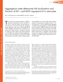 Aggregation state determines the localization and function of M1