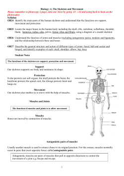 4. The Skeleton and Movement