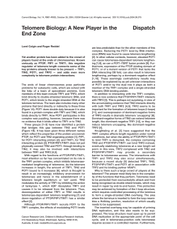 Telomere Biology: A New Player in the End Zone