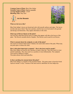 73. Blue False Indigo - Friess Lake School District