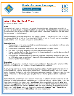 Meet the Redbud Tree - UC Cooperative Extension