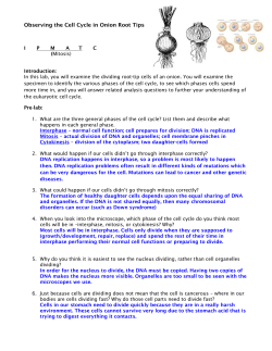 Observing the Cell Cycle in Onion Root Tips I P M A T C (Mitosis